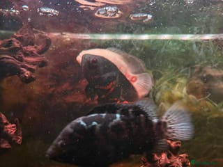 Cichlids fish 3 Oscars - Advert 3