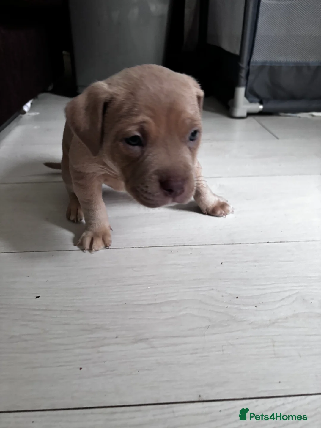 American Bully dogs for sale: Pocket bully pups ready for they forever home  - Advert 6