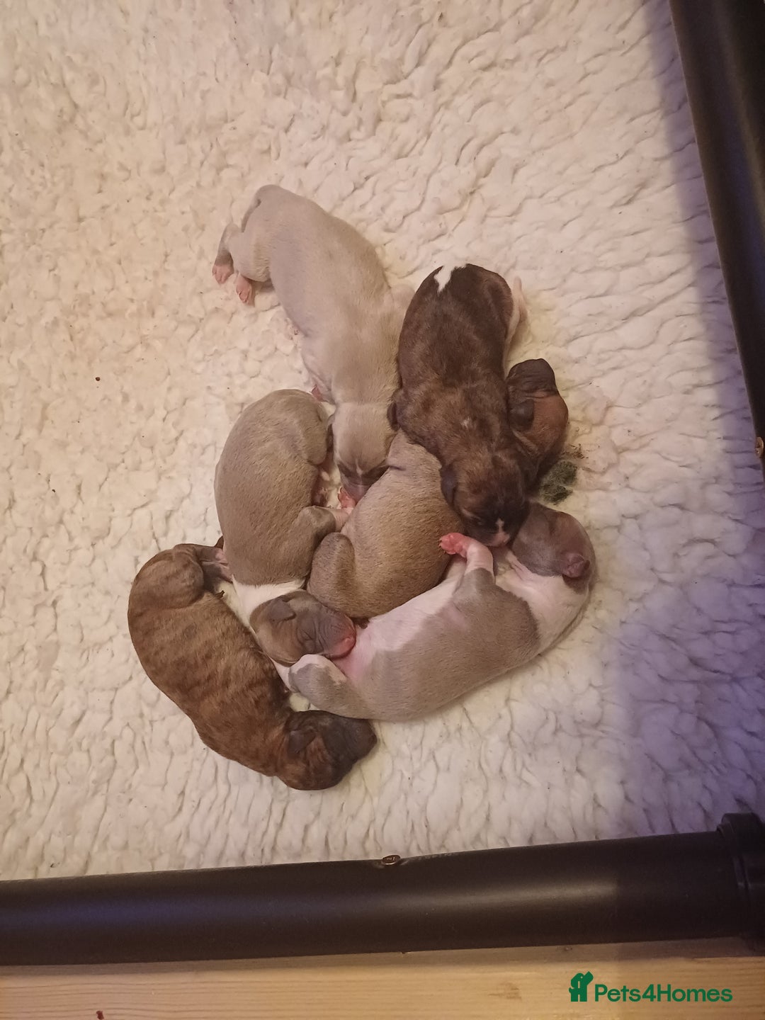 Whippet dogs for sale: KC  REG WHIPPET PUPS - Advert 22