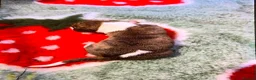 Whippet dogs for sale: Show Quality KC Registered Litter in Clarbeston Road - Advert 12