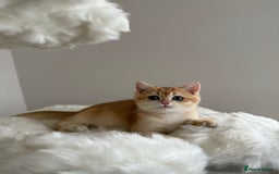 British Shorthair cats for sale: British Shorthair Golden Lilac kittens  - Image 7