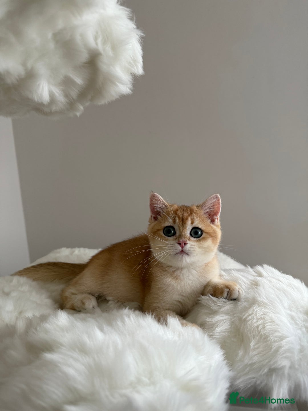 British Shorthair cats for sale: British Shorthair Golden Lilac kittens  - Image 7