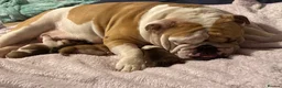English Bulldog dogs for sale: Stunning KC standard (proper) bulldog puppies! - Advert 1