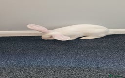 Continental Giant rabbits for sale: Needs a new loving home  - Image 2