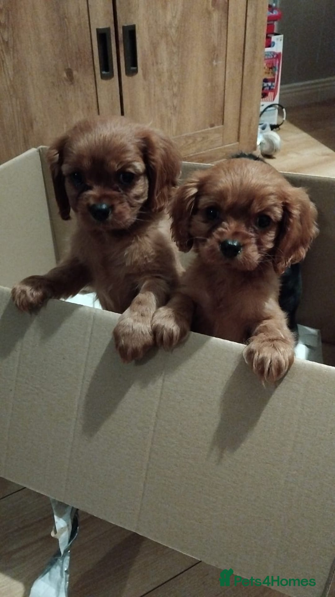 Cavalier King Charles Spaniel dogs for sale: Ruby king charles - Advert 1