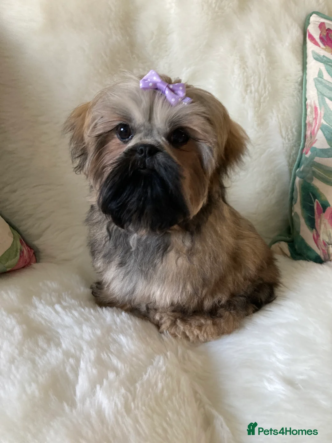 Shih Tzu dogs for sale: AMERICAN IMPERIAL SHIH TZU GIRL - Advert 10