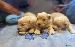 Maltipoo dogs for sale: Fluffballs of Joy 🐾💛 ready to melt your heart! - Image 17