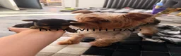 Yorkshire Terrier dogs for sale: York terrier puppy  - Advert 6