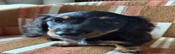 Miniature Dachshund dogs for sale: KC registered Miniature Dachshund Puppies - Advert 6