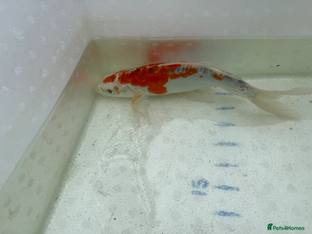 Koi Carp fish for sale: Japanese koi plus more - Advert 3