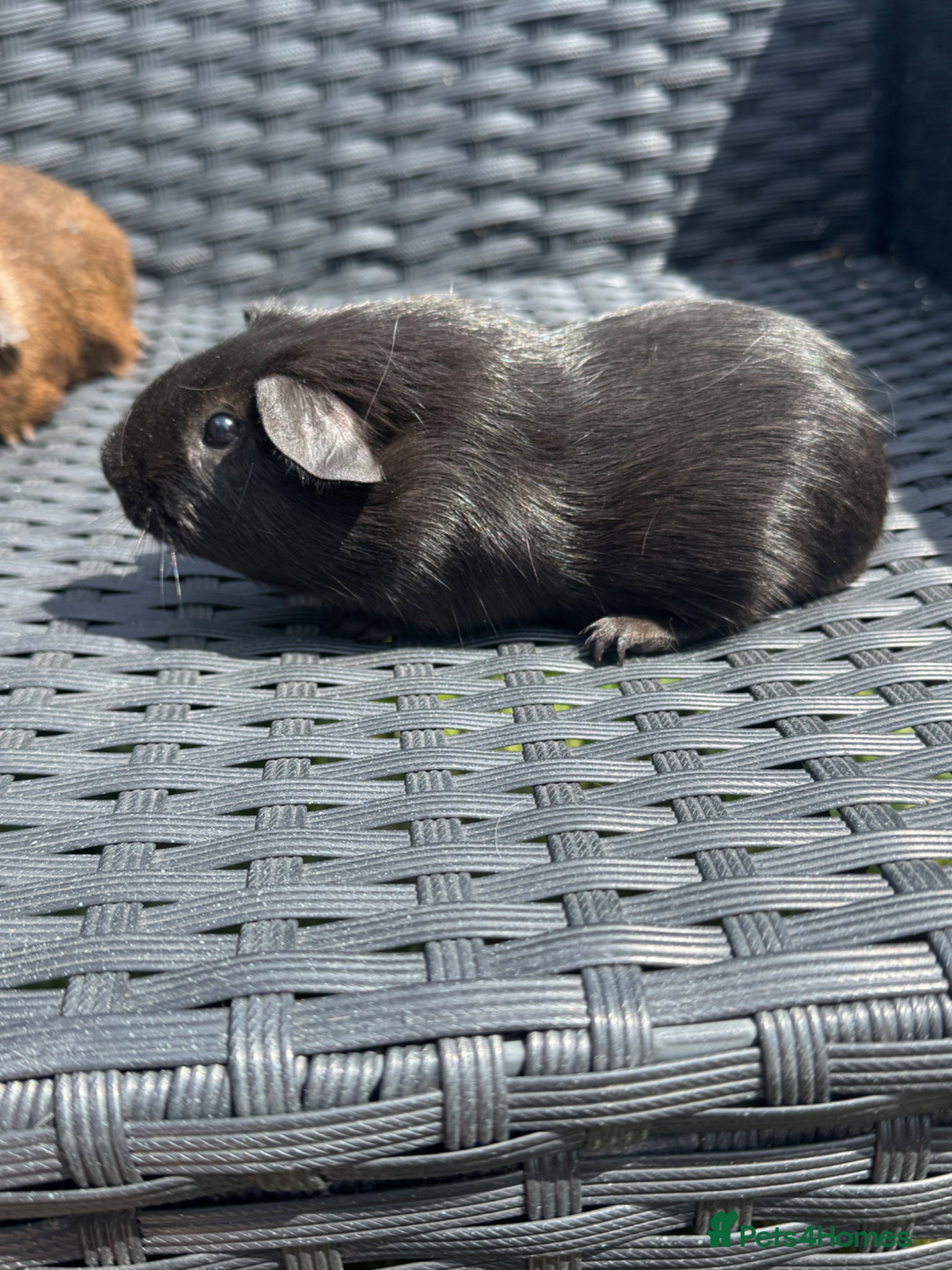 Guinea Pig rodents for sale: Pair of brothers  in Billingshurst - Advert 3