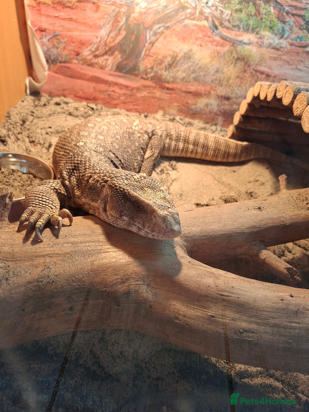 Monitor reptiles for sale: Bosc monitor lizard savvy  - Image 4