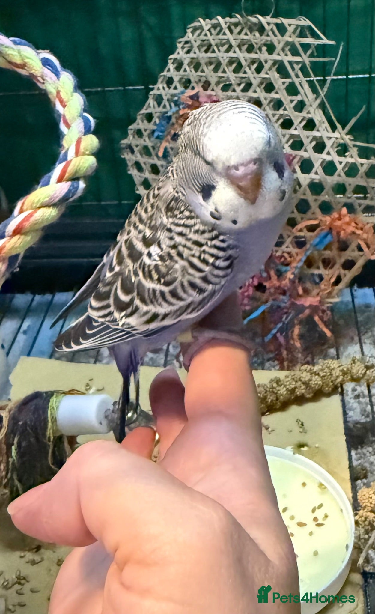 Budgerigars birds 7 week old purple boy budgies  - Advert 17