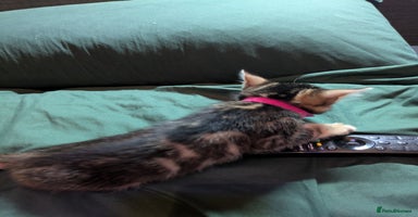 Mixed Breed cats - Advert 13