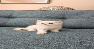 Scottish Fold cats - Advert 16