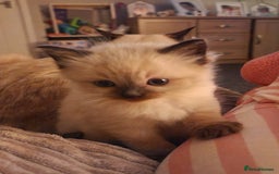 Ragdoll cats for sale: Ragdoll kittens  - Advert 4