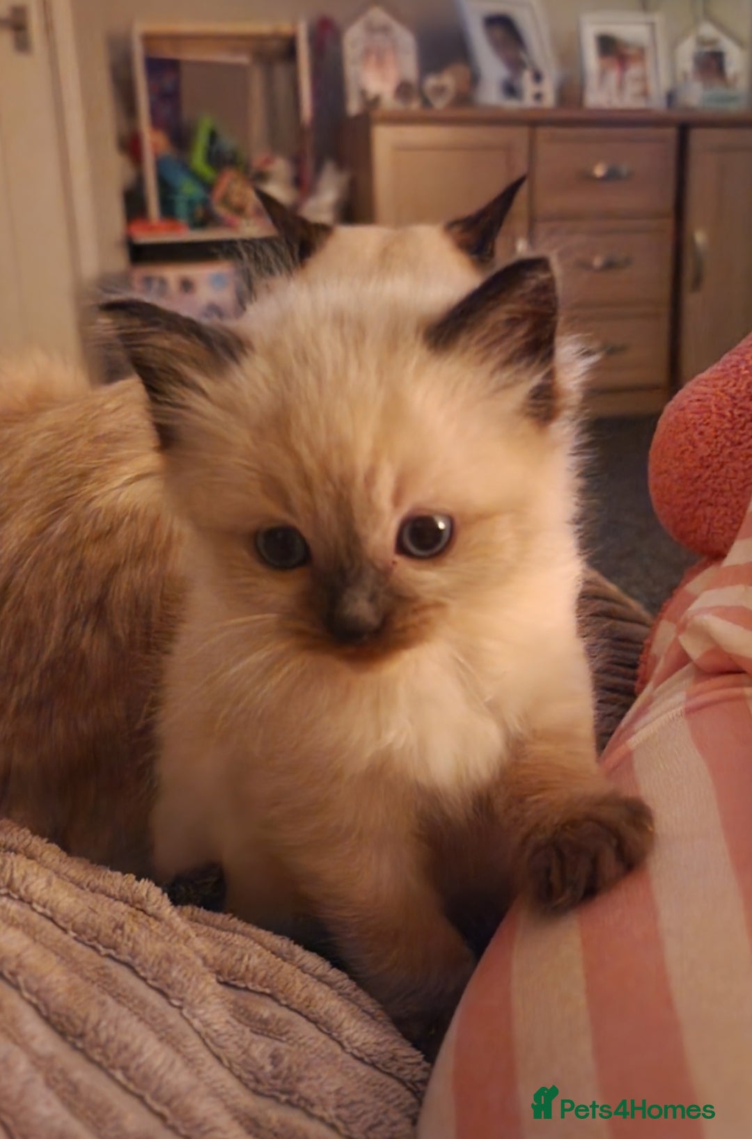 Ragdoll cats for sale: Ragdoll kittens  - Advert 4