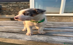 Border Collie dogs for sale: Ready to go! Beautiful Border Collie pup in Haverfordwest - Image 17