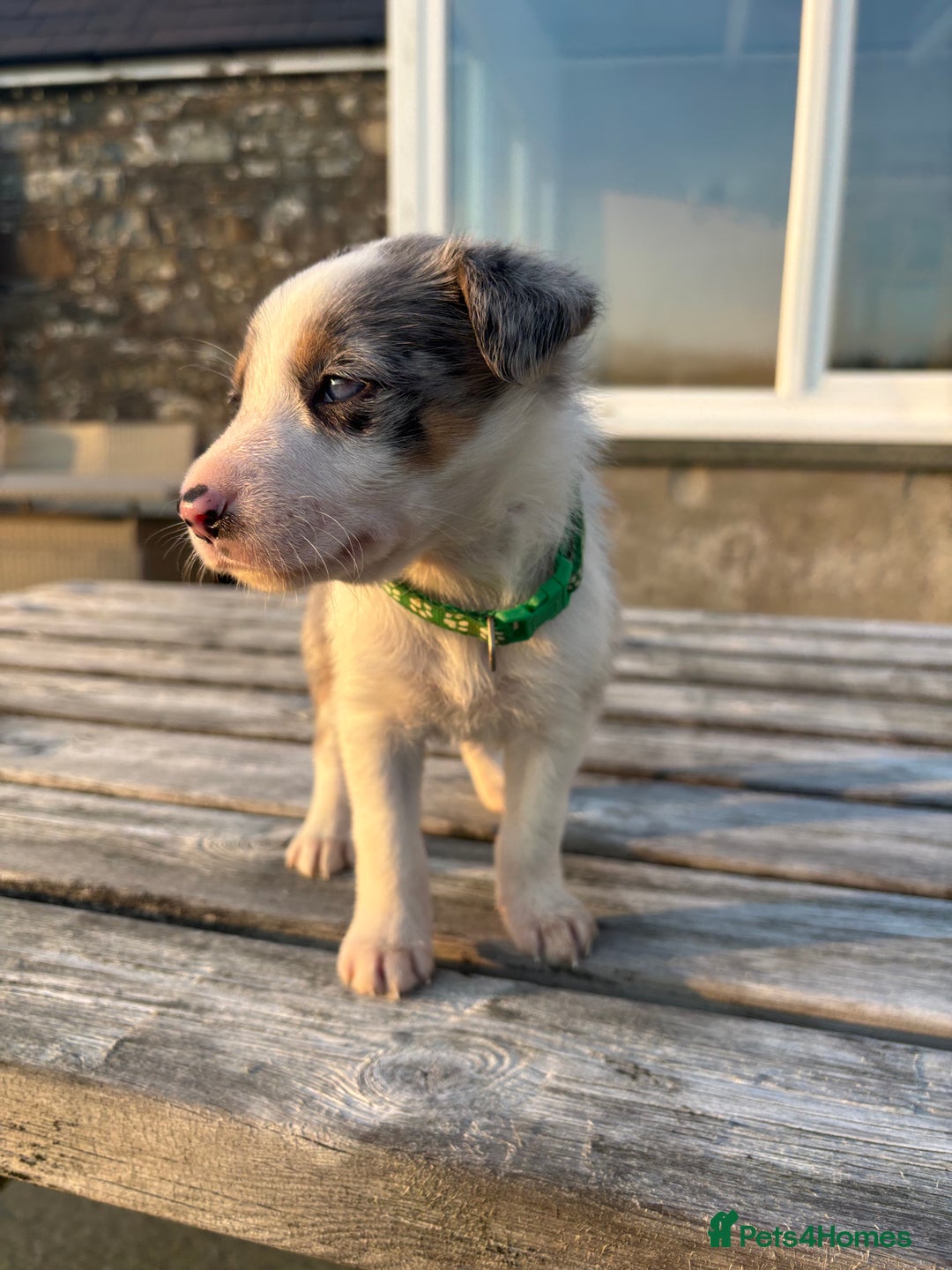 Border Collie dogs for sale: Ready to go! Beautiful Border Collie pup in Haverfordwest - Image 17