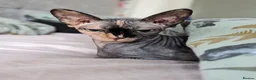 Sphynx cats for sale: Two female Sphynx for sale. Must go together! in Llanelli - Advert 7