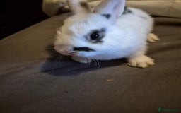Lionhead rabbits for sale: 5  baby bunnies looking for their forever home - Image 5