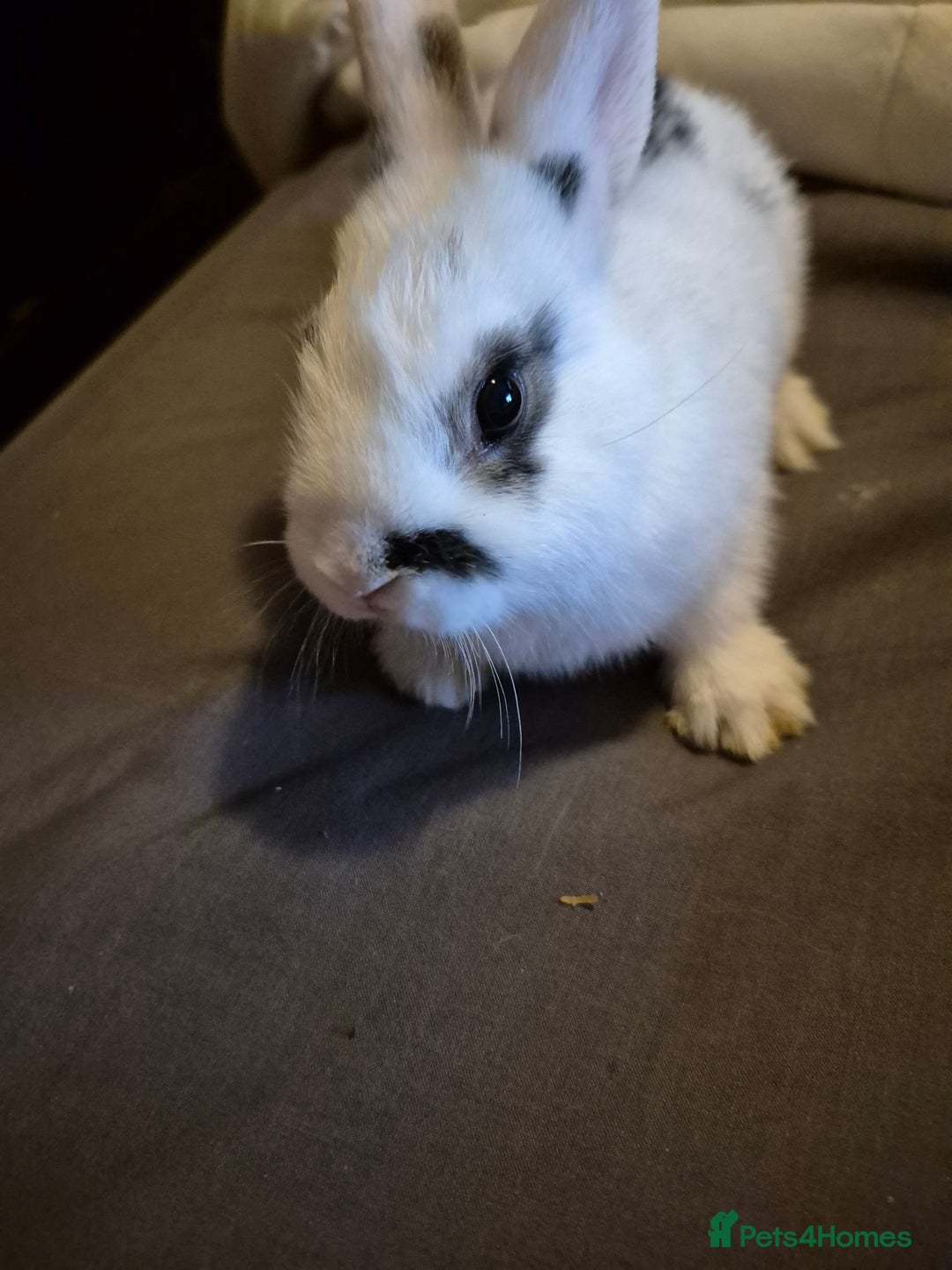 Lionhead rabbits for sale: 5  baby bunnies looking for their forever home - Image 5