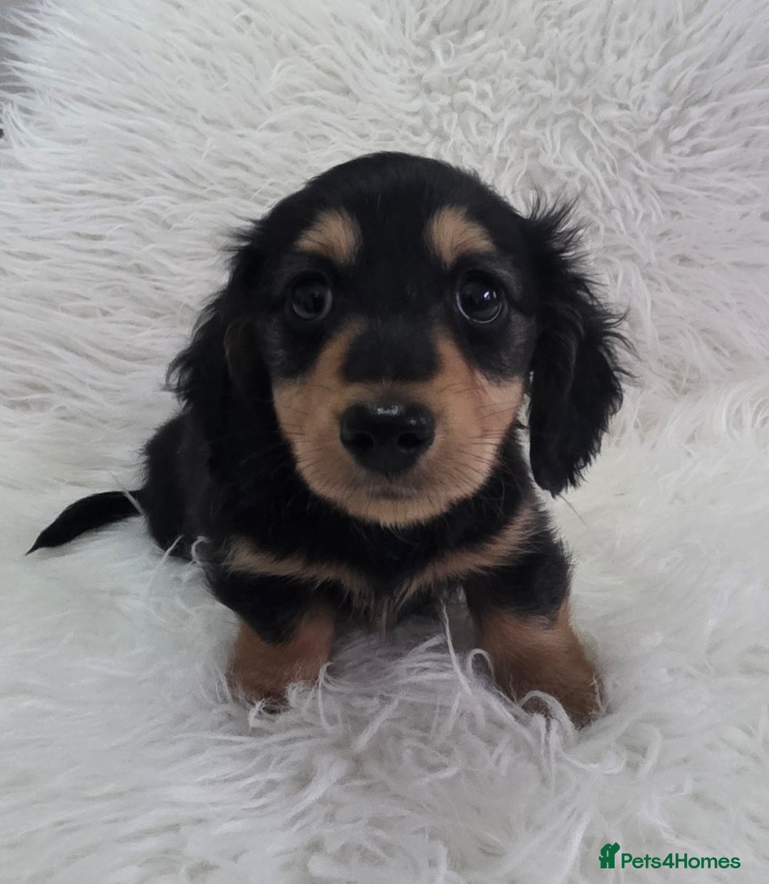 Miniature Dachshund dogs for sale: Long hair Black & cream Boy. KC - Advert 5