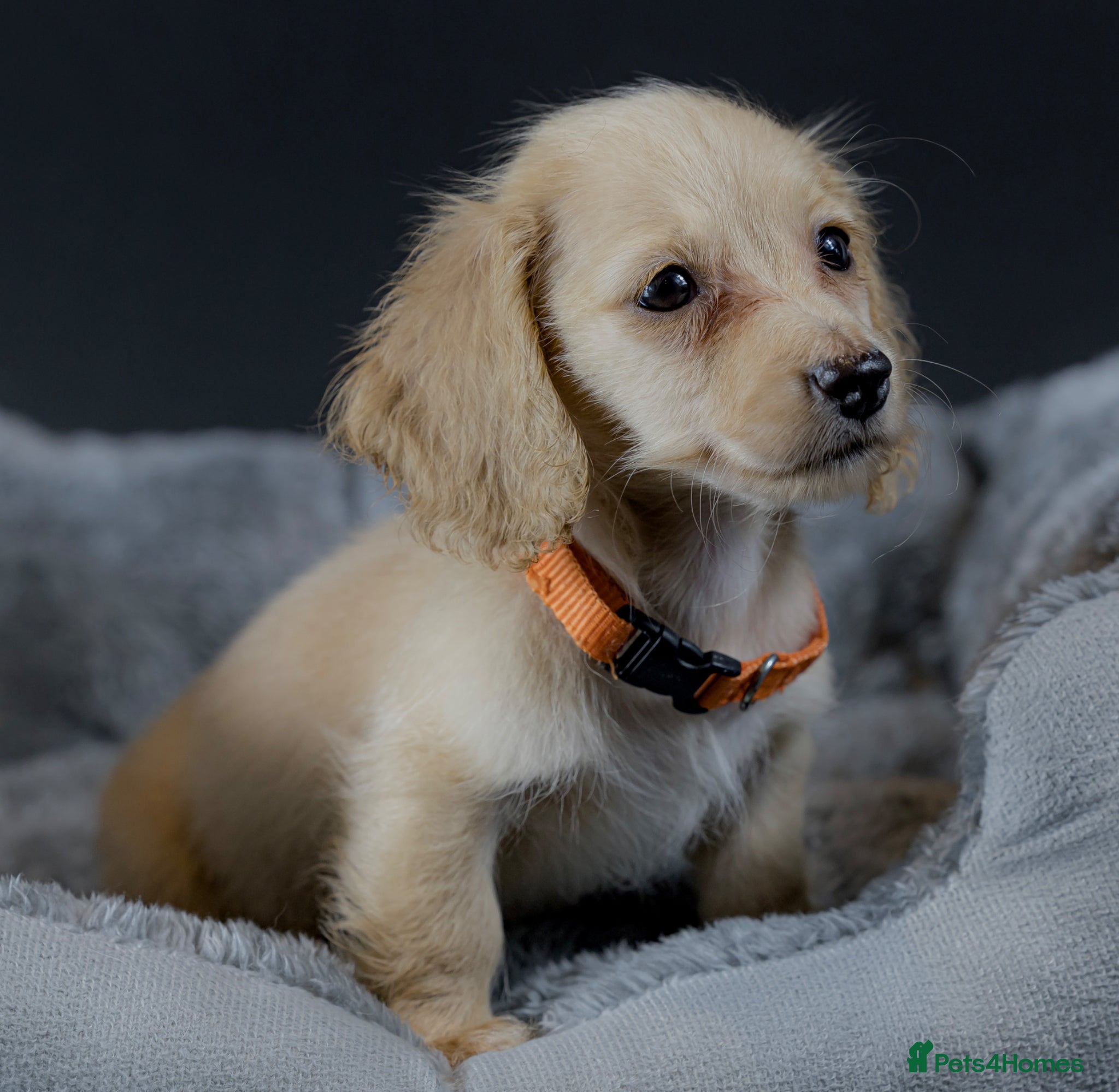 Miniature Dachshund dogs for sale: Exceptional PRA clear champion L/H Dachshund 🤍 - Advert 3