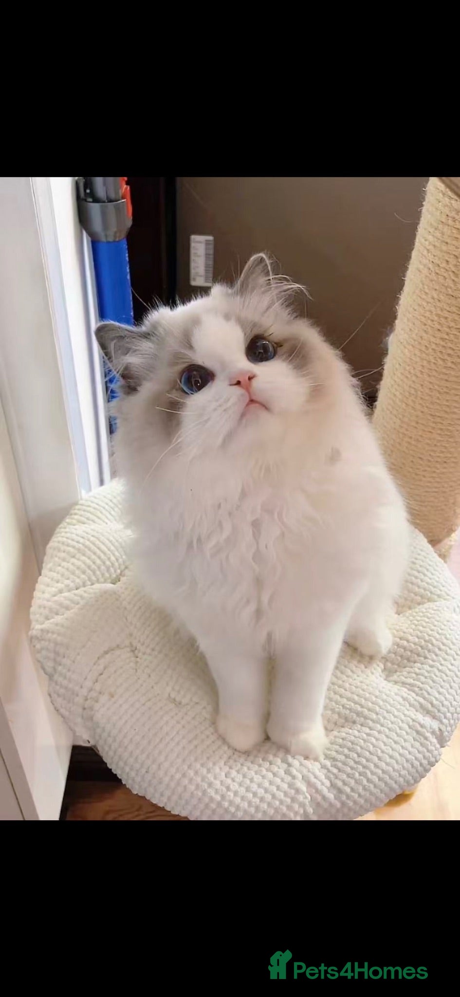 Ragdoll cats blue bicolour girls and boys available  - Advert 1