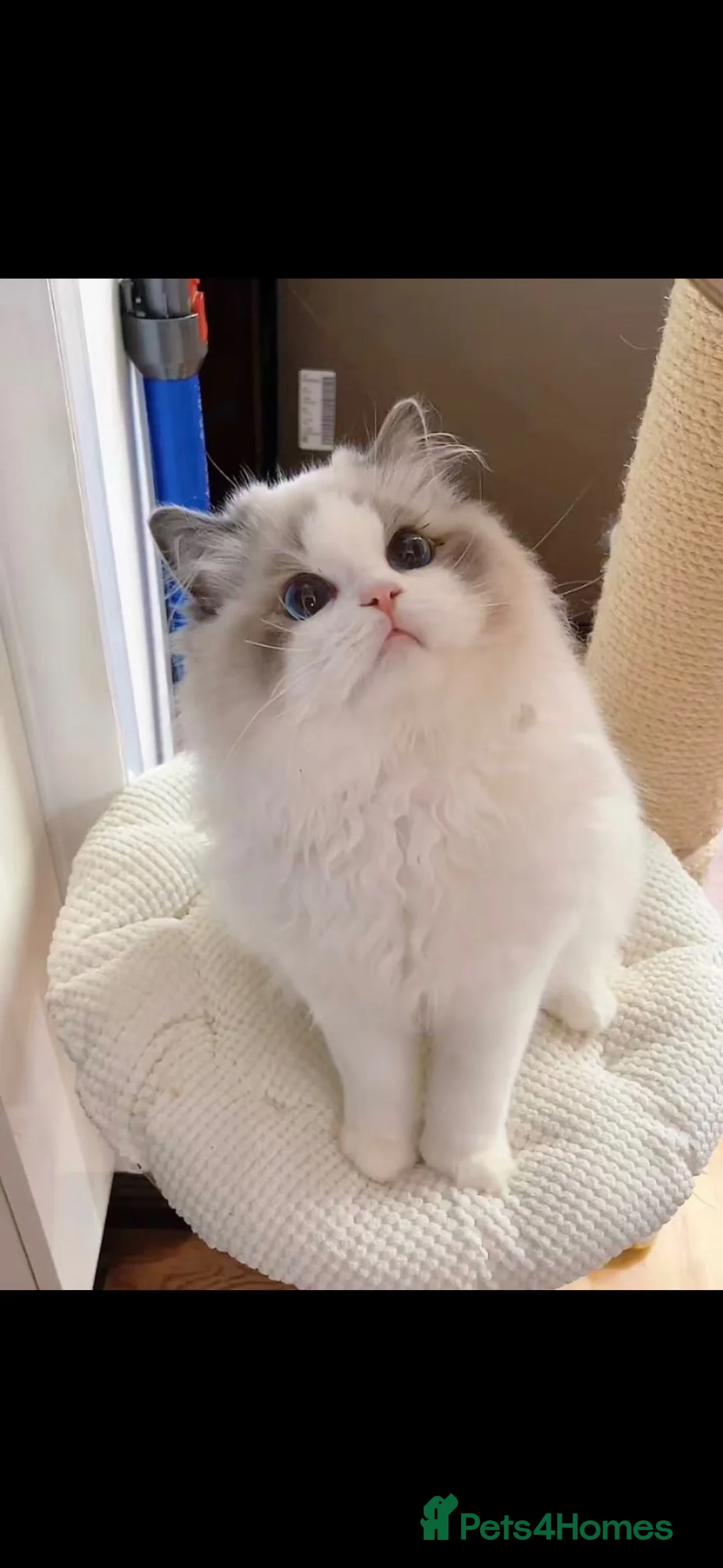 Ragdoll cats for sale: blue bicolour girls and boys available  - Advert 1