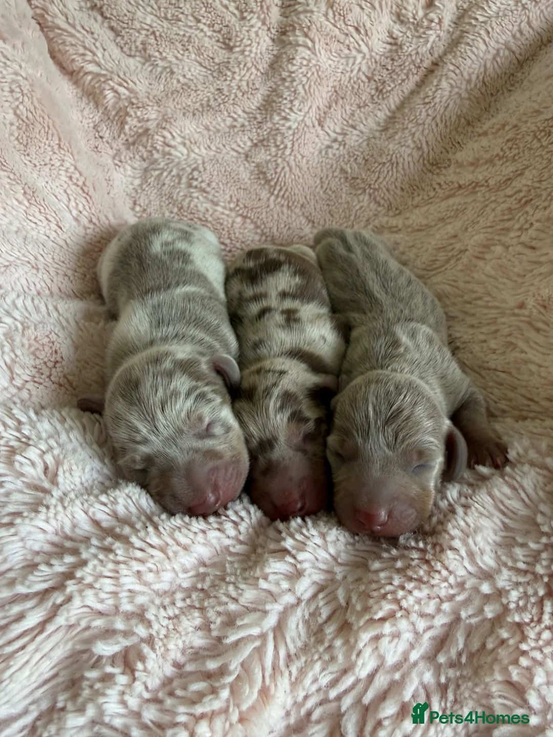 Miniature Dachshund dogs for sale: Kennel club Miniature Dachshunds  - Advert 2