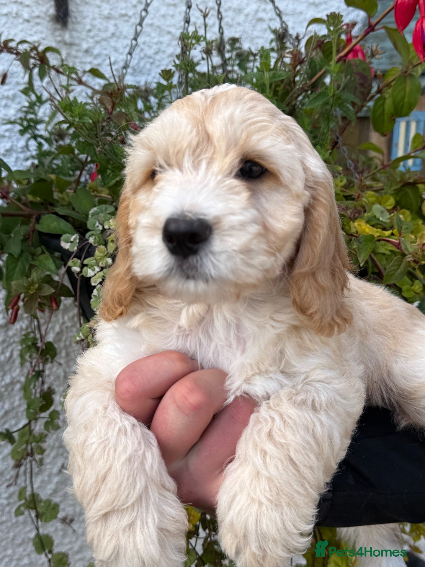 Cockapoo dogs READY NOW F1 Cockapoo - Advert 3