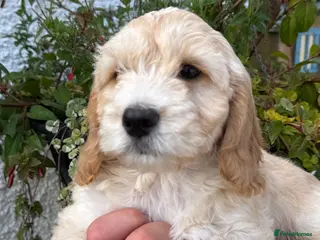 Cockapoo dogs READY NOW F1 Cockapoo - Advert 3