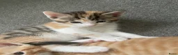 Mixed Breed cats for sale: Beautiful mixed American Kittens  - Advert 22