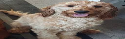 Cockapoo dogs for sale: Beautiful pups 🐶  - Advert 28