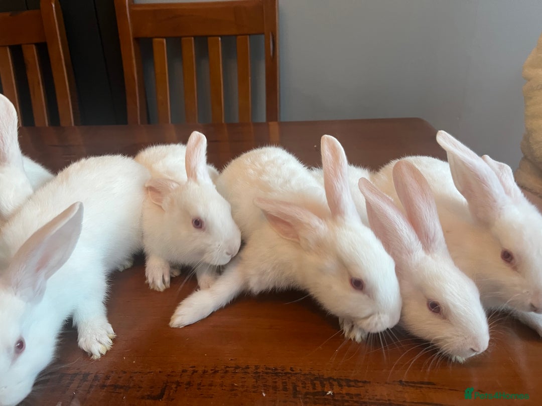 New Zealand rabbits for sale: New Zealand white rabbits - Image 2