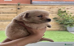 Golden Retriever dogs for sale: Golden Retriever Puppies. Health tested parents. - Image 17