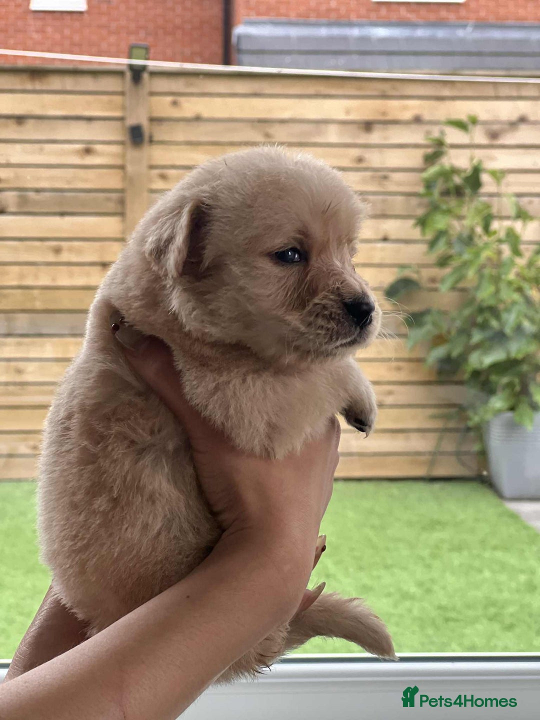Golden Retriever dogs for sale: Golden Retriever Puppies. Health tested parents. - Image 17
