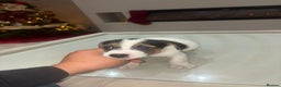 Jack Russell dogs for sale: Beautiful Jack Russell puppies - Advert 6