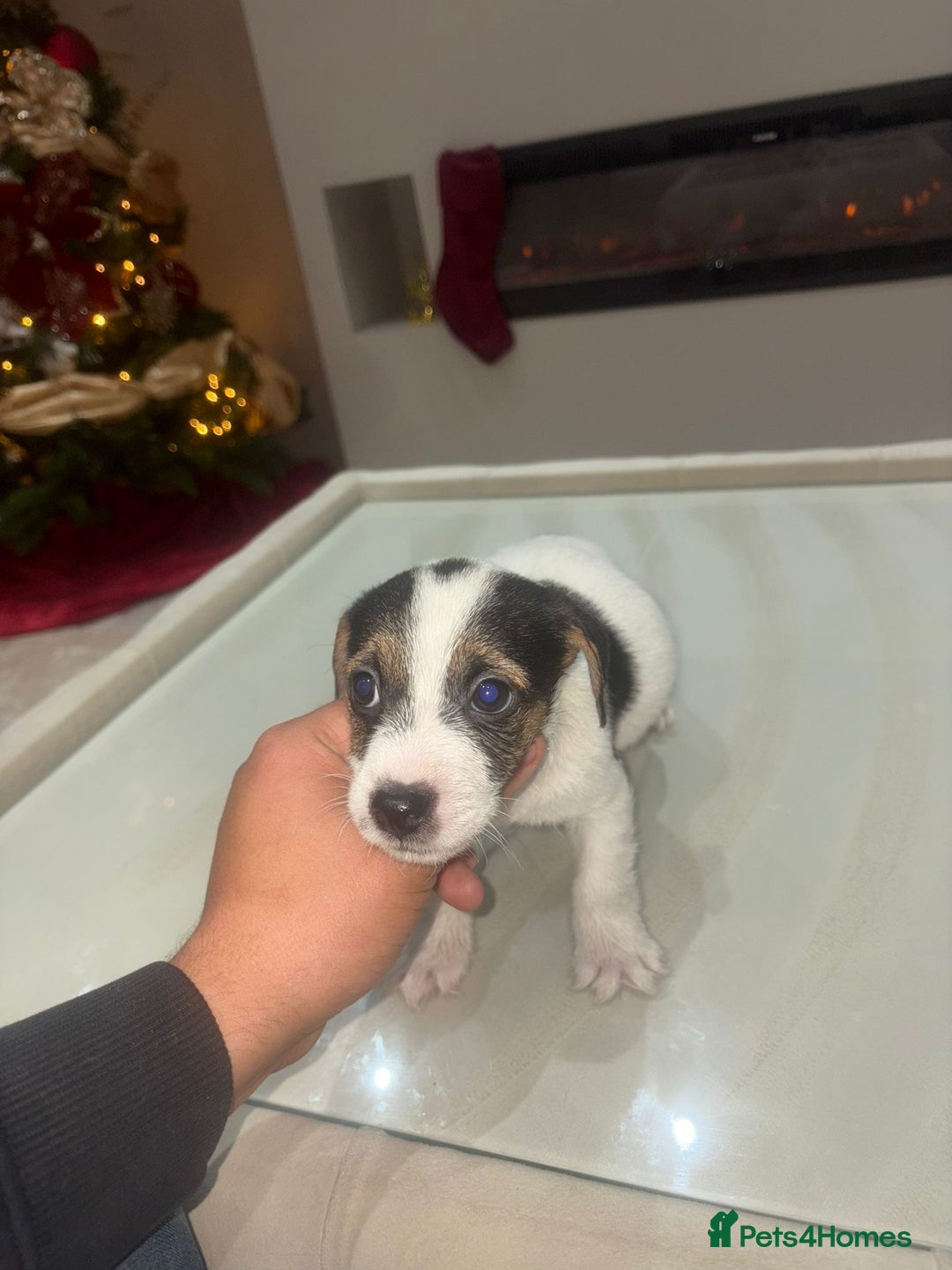 Jack Russell dogs for sale: Beautiful Jack Russell puppies - Advert 6