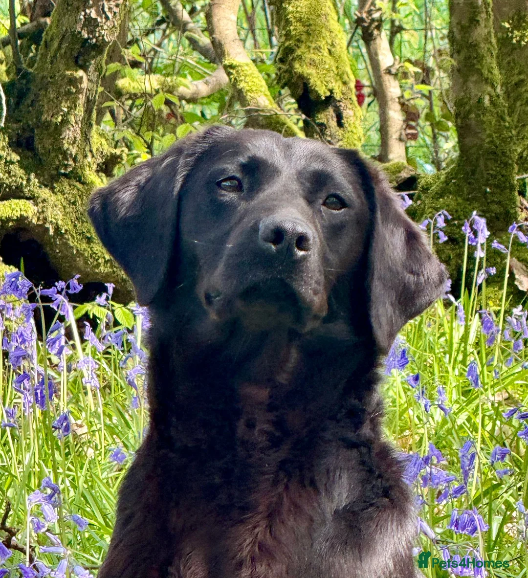 Labrador Retriever dogs for sale: Fantastic litter of Labradors due 6/5/27 - Advert 1