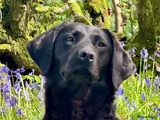 Labrador Retriever dogs for sale: litter of Labradors 1 boy left - Advert 1