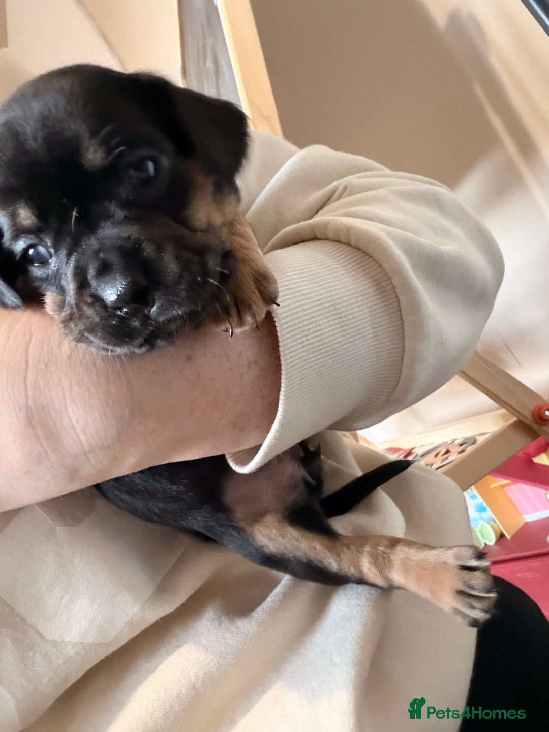 Mixed Breed dogs for sale: Frocker puppies - Advert 17