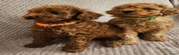 Cavapoo dogs for sale: F1b Cavapoo Puppies!!  - Advert 11