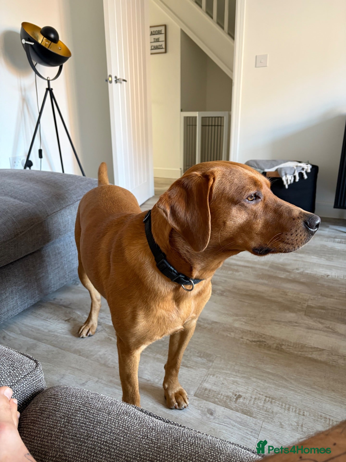 Labrador Retriever dogs Ted - 18 months old  - Advert 1
