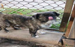 Mixed Breed dogs for adoption: 💖🐶 JUDY 🐶💖 - Image 3