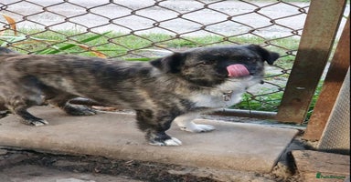 Mixed Breed dogs - Advert 4