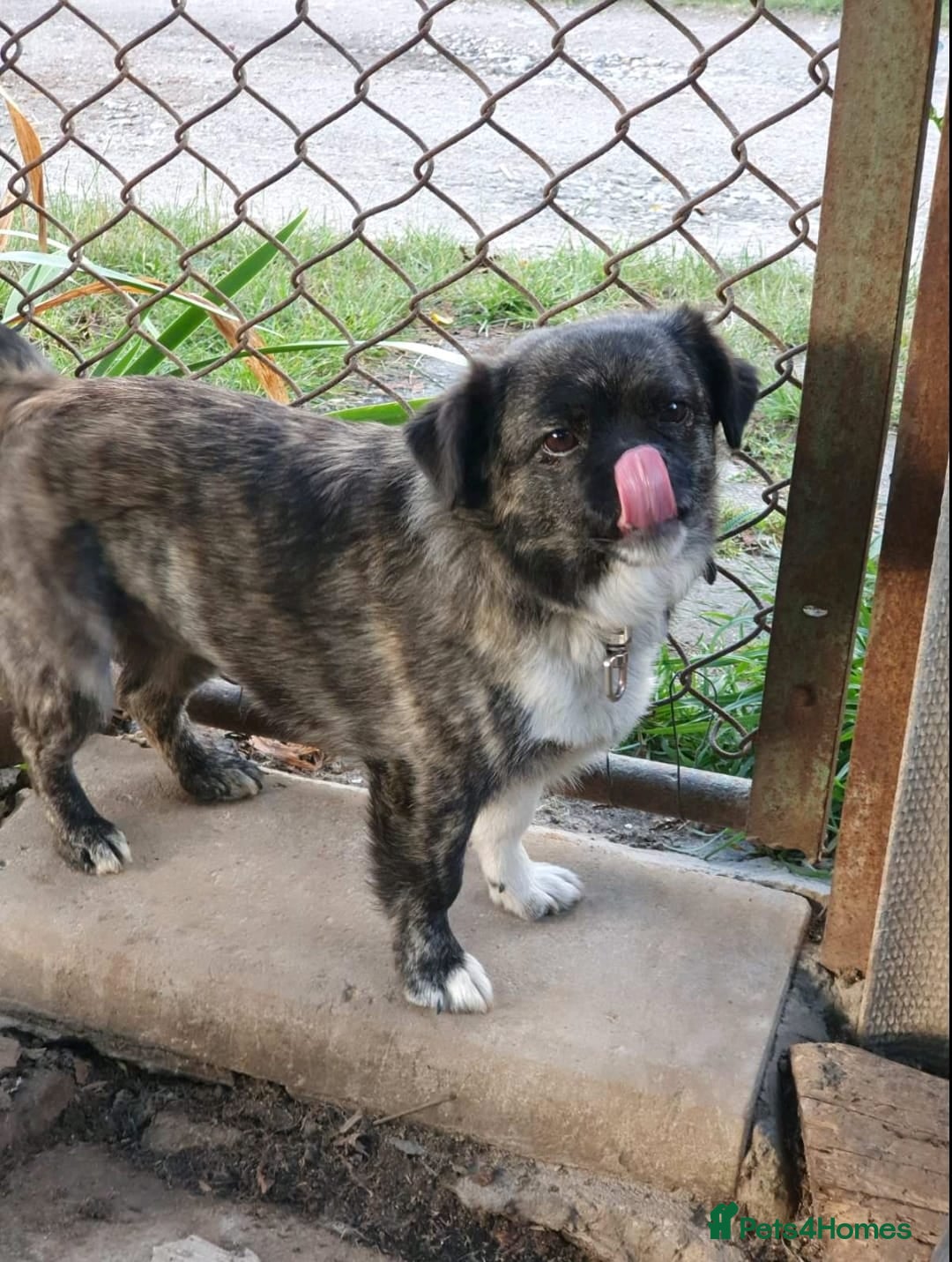 Mixed Breed dogs for adoption: 💖🐶 JUDY 🐶💖 - Image 3