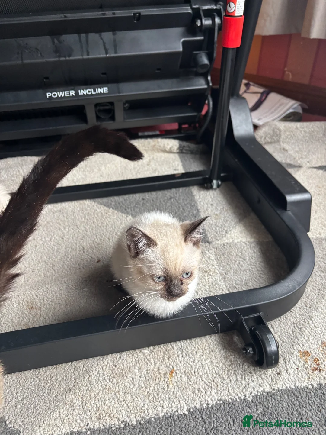 Mixed Breed cats for sale: Siamese Cross Ragdoll Kittens - Advert 2