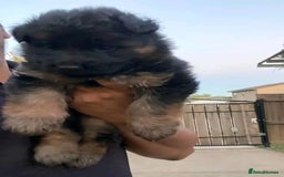 German Shepherd dogs for sale: 🐾 Beautiful German Shepherd Puppies! 🐾 - Image 2